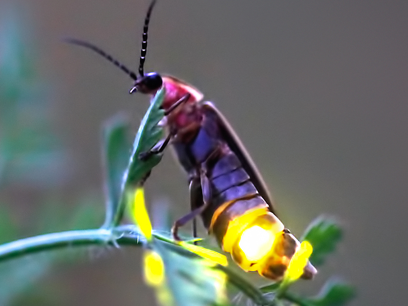 Firefly Species at Risk Xerces Society